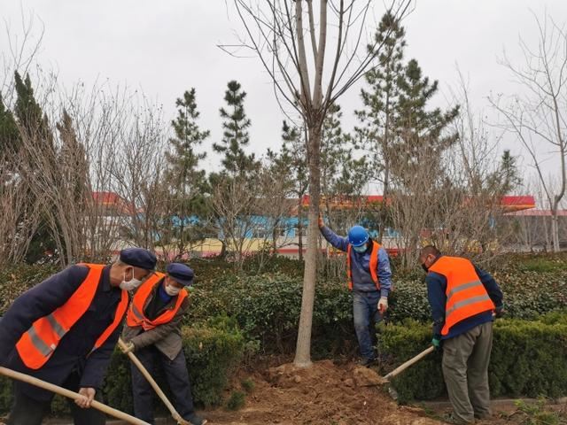 滨州“市树”白蜡打造园林绿化“网红”景观
