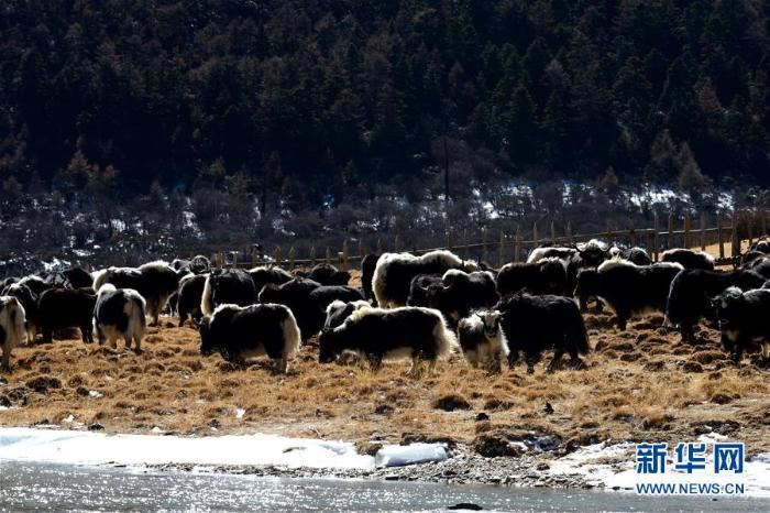 为有源头活水来——四川藏区筑牢生态安全屏障
