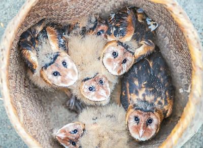 [最美林业故事]保护生物多样性，我们愿奉献一生