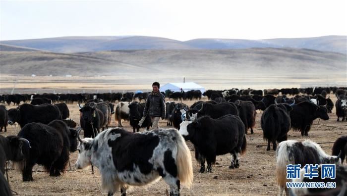 为有源头活水来——四川藏区筑牢生态安全屏障
