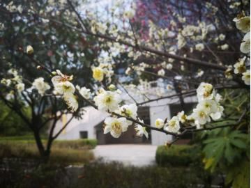 四道“春景”扮靓美丽高新 四道“春景”扮靓美丽高新