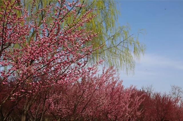 再增新绿！浐灞生态区组织开展春季义务植树活动