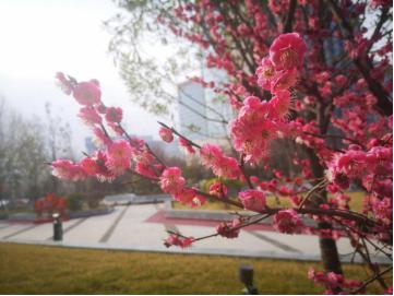 四道“春景”扮靓美丽高新 四道“春景”扮靓美丽高新
