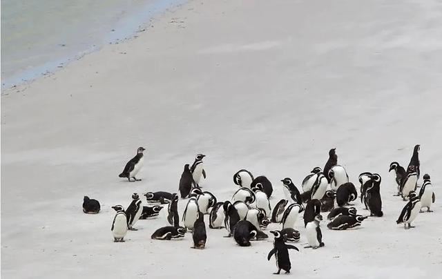 别让地球去流浪，线上云种树，绿色满长安！