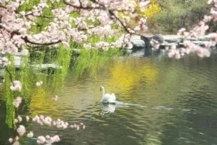 别让地球去流浪，线上云种树，绿色满长安！