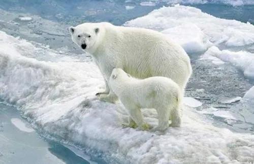 别让地球去流浪，线上云种树，绿色满长安！