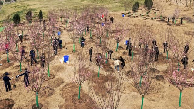 再增新绿！浐灞生态区组织开展春季义务植树活动