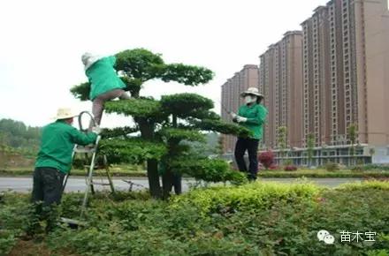 苗木技术︱当心，苗木修剪的误区