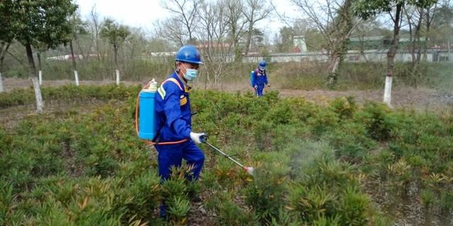 为城市“梳妆”园林工人绿化养护忙