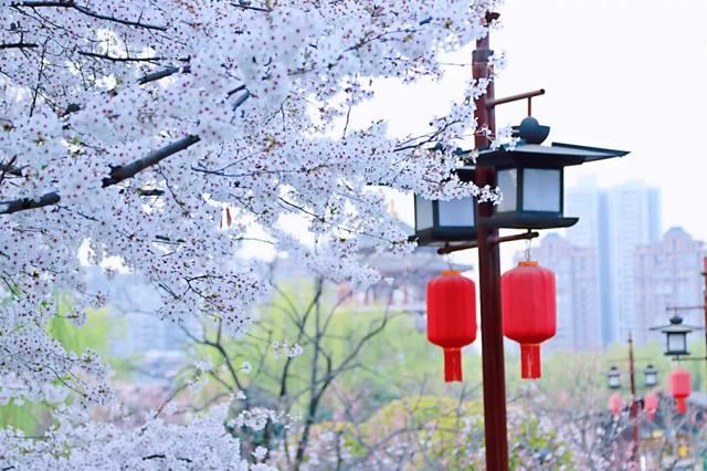 别让地球去流浪，线上云种树，绿色满长安！