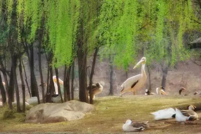 别让地球去流浪，线上云种树，绿色满长安！