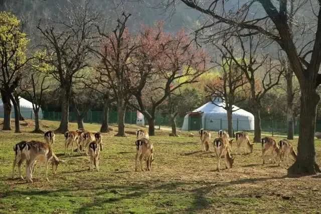 别让地球去流浪，线上云种树，绿色满长安！