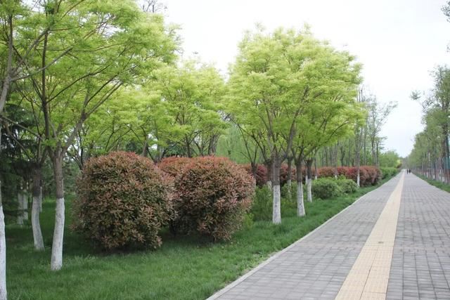 西咸新区，种下春天