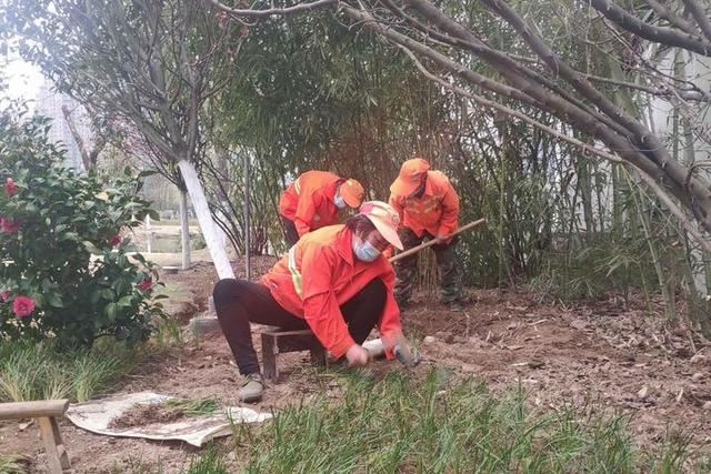 为城市“梳妆”园林工人绿化养护忙