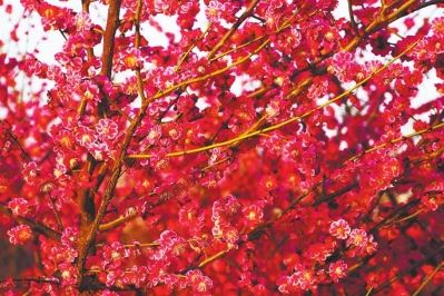 今年河南省已造林215.5万亩