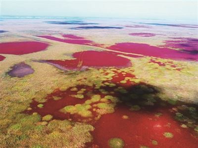 大力推进国土绿化行动　用绿色铺就江苏高质量发展最美底色