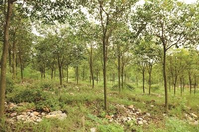 大力推进国土绿化行动　用绿色铺就江苏高质量发展最美底色