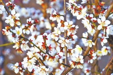 今年河南省已造林215.5万亩