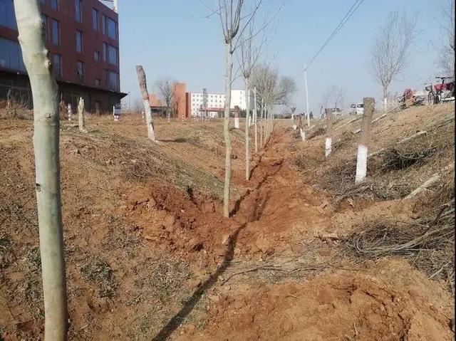 植树正当时，魏县掀起绿化高潮