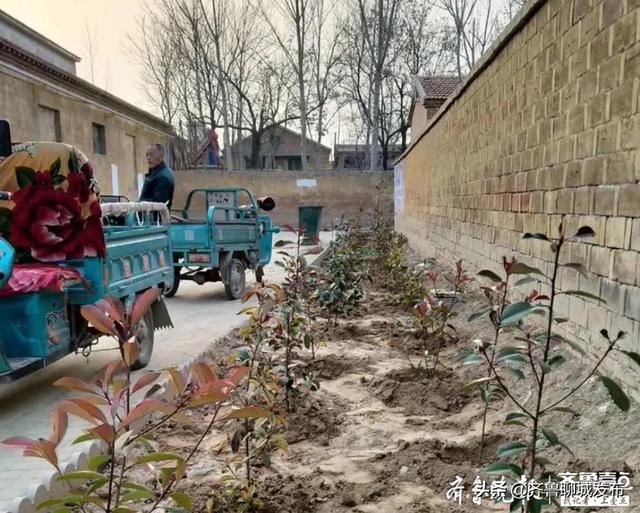 临清市八岔路镇田庙村全民动员搞绿化，提升群众幸福感