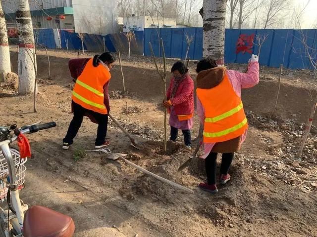 植树正当时，魏县掀起绿化高潮