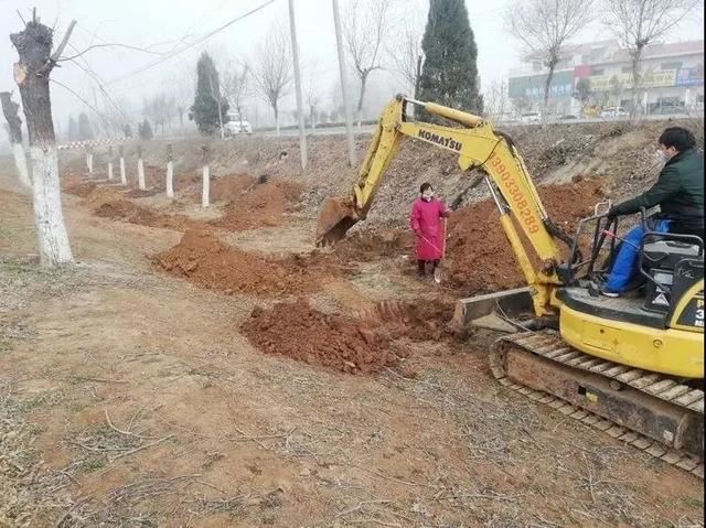 植树正当时，魏县掀起绿化高潮