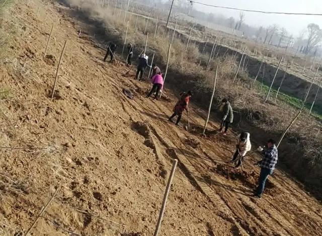 植树正当时，魏县掀起绿化高潮