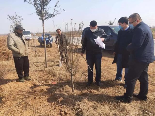植树正当时，魏县掀起绿化高潮