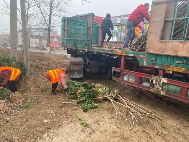 植树正当时，魏县掀起绿化高潮