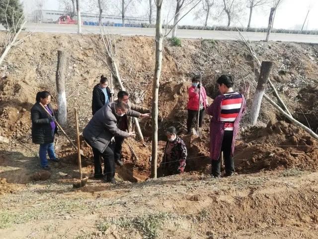 植树正当时，魏县掀起绿化高潮
