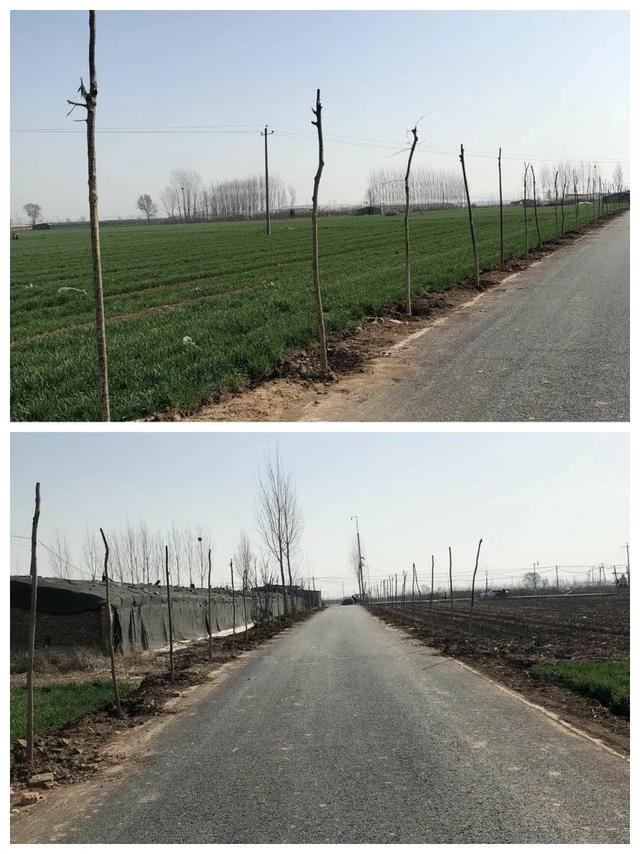 植树正当时，魏县掀起绿化高潮