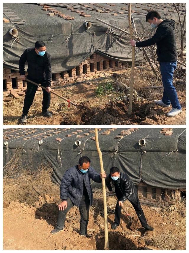 植树正当时，魏县掀起绿化高潮