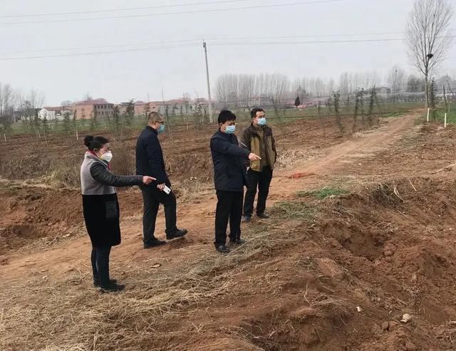 植树正当时，魏县掀起绿化高潮