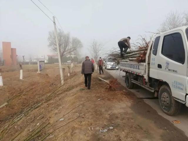 植树正当时，魏县掀起绿化高潮