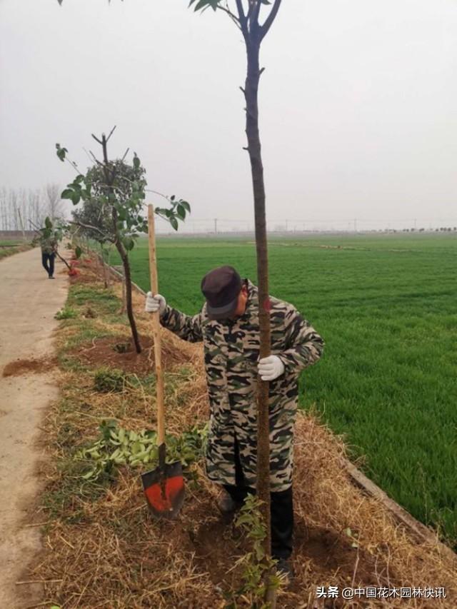 图集：孟津县防疫绿化两不误 国土绿化复工全面开花