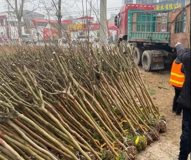 植树正当时，魏县掀起绿化高潮