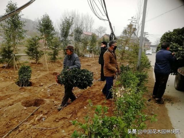 图集：孟津县防疫绿化两不误 国土绿化复工全面开花