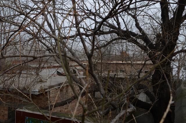 山东茌平：南王村有棵200多年的槐树---刘加明，王延印