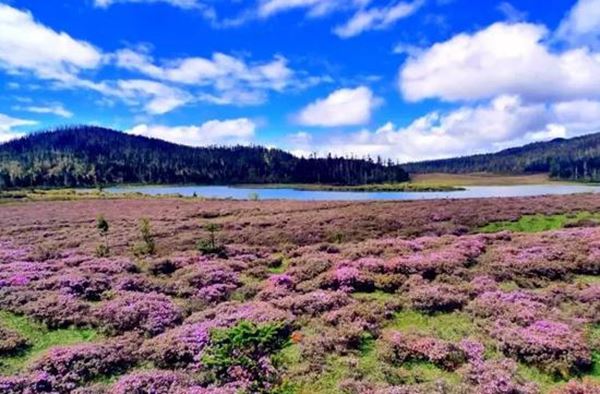 山满杜鹃，在香格里拉，等春来