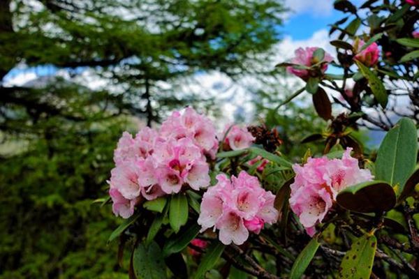 山满杜鹃，在香格里拉，等春来