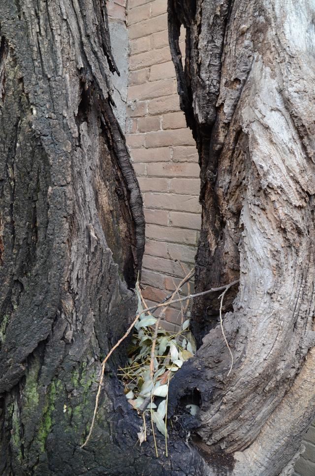 山东茌平：南王村有棵200多年的槐树---刘加明，王延印