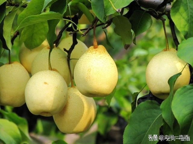 山东一县，有第一梨树王，柳林花鼓独一无二，郎庄面塑是中国一绝