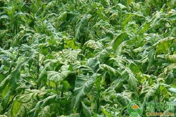 注意！最新修订的森林法今年实施，林业经营者多看看