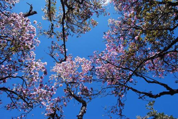 山满杜鹃，在香格里拉，等春来