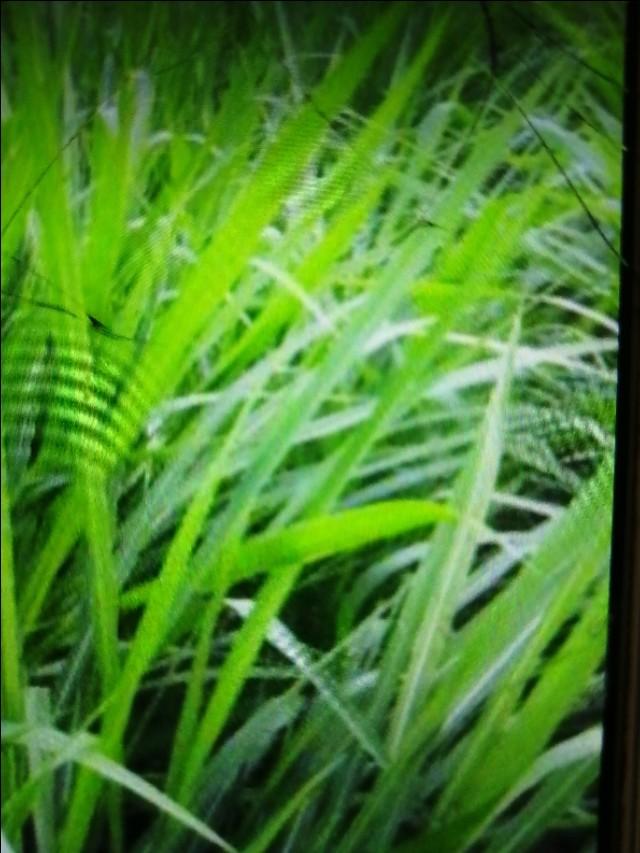 它亩产量高达两吨以上，它被誉为“草王”，它的名字叫皇竹草