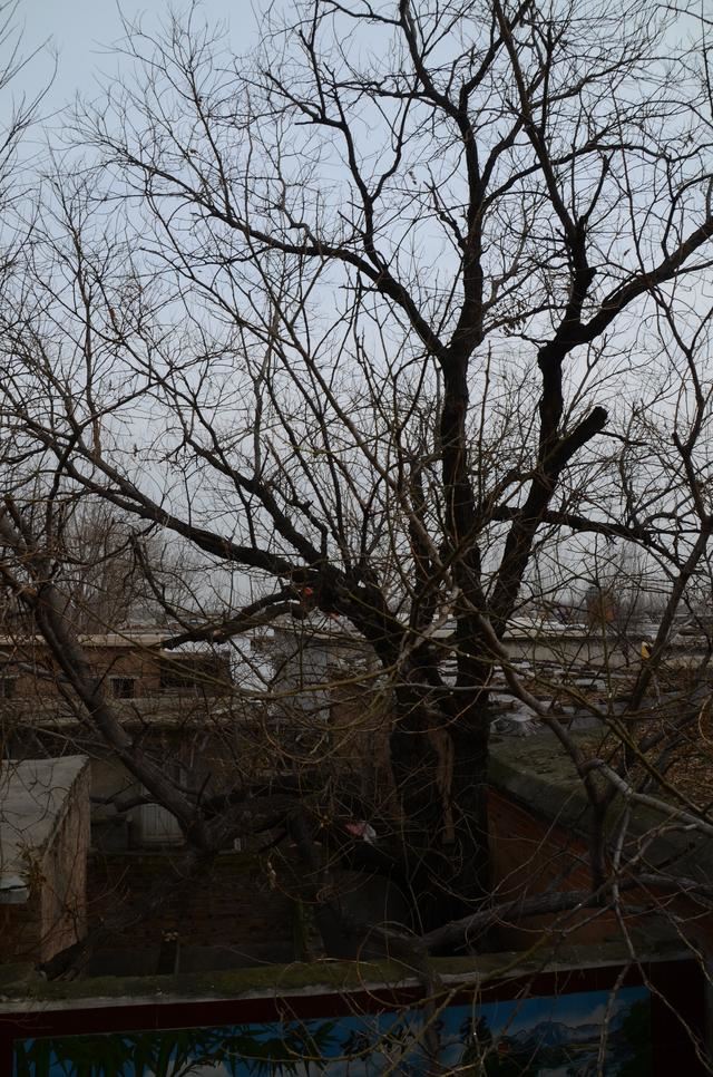 山东茌平：南王村有棵200多年的槐树---刘加明，王延印