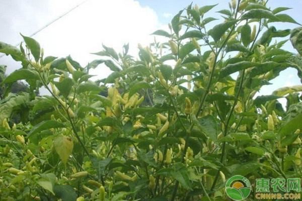 注意！最新修订的森林法今年实施，林业经营者多看看