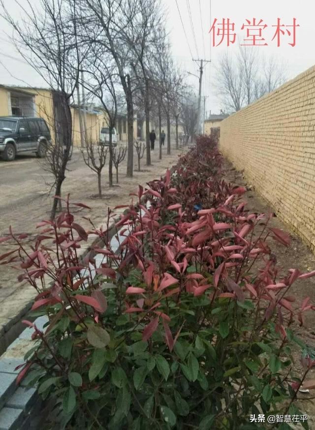 乐平铺镇：村庄美化绿化行动促使农村人居环境提升