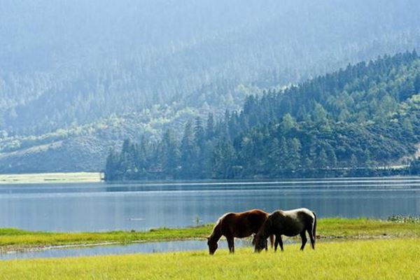 山满杜鹃，在香格里拉，等春来