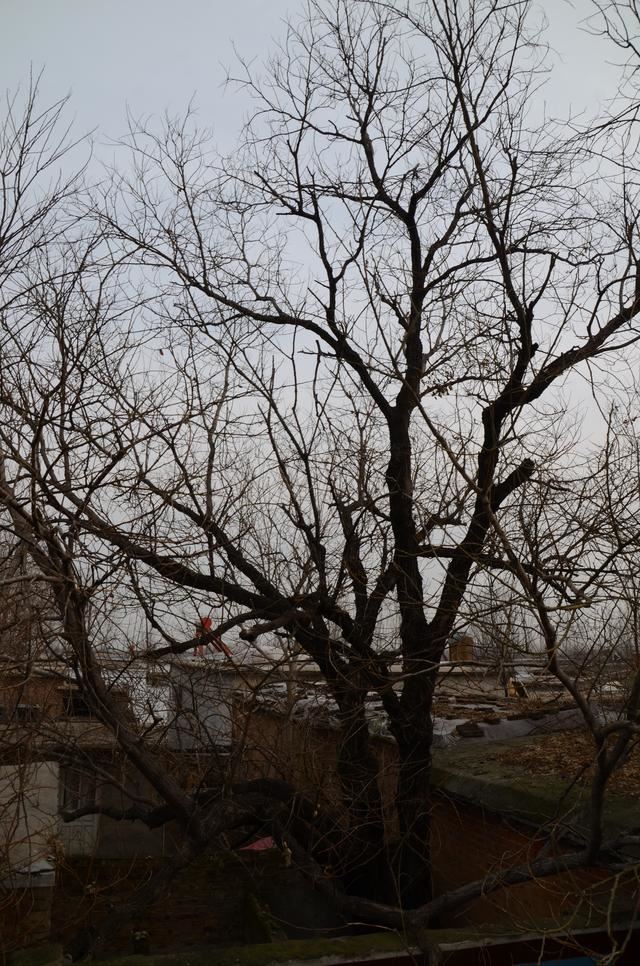 山东茌平：南王村有棵200多年的槐树---刘加明，王延印